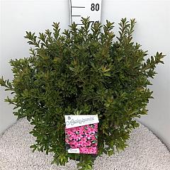 Rhododendron (AJ) 'Mad. van Hecke'