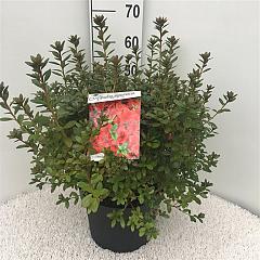 Rhododendron (AJ) 'Radja'