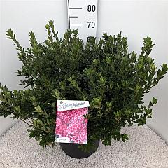 Rhododendron (AJ) 'Silvester'