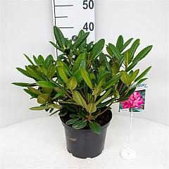 Rhododendron (Y) 'Blurettia'