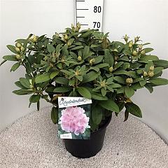 Rhododendron (Y) 'Doc'
