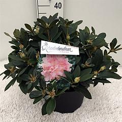 Rhododendron (Y) 'Dreamland'