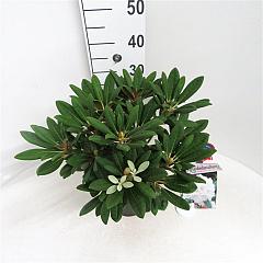 Rhododendron (Y) 'Porzellan'
