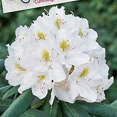 Rhododendron 'Cunningham's White'