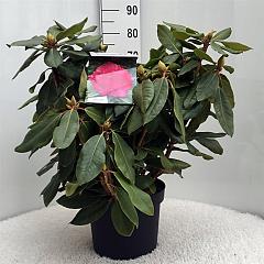 Rhododendron 'P. American Beauty'