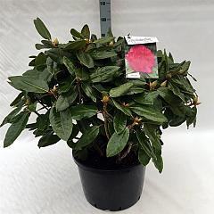 Rhododendron 'P. American Beauty'