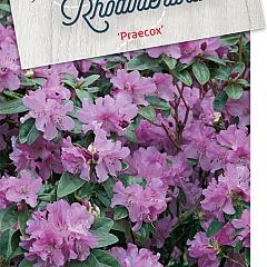 Rhododendron 'Praecox'