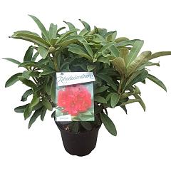 Rhododendron 'Wilgen's Ruby'