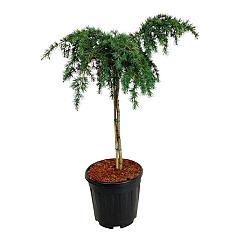 Cedrus deod. 'Feelin' Blue'