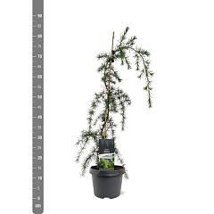 Cedrus deod. 'Pendula'
