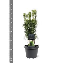 Cephalotaxus h. 'Fastigiata'