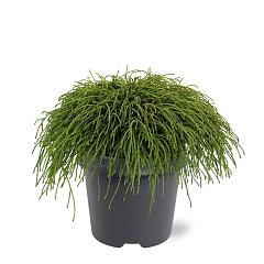 Chamaecyparis p. 'Filifera Nana'
