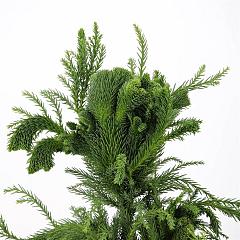 Cryptomeria j. 'Cristata'