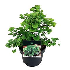 Ginkgo biloba 'Mariken'