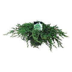 Juniperus conferta 'Schlager'