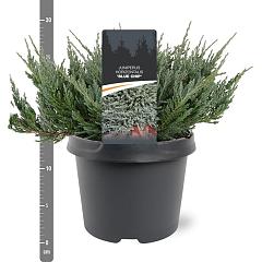 Juniperus hor. 'Blue Chip'
