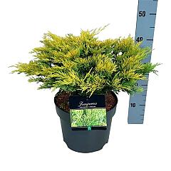 Juniperus hor. 'Limeglow'