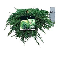 Juniperus hor. 'Pancake'