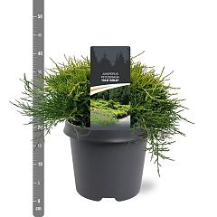 Juniperus pf. 'Old Gold'