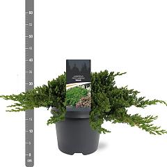 Juniperus procumbens 'Nana'