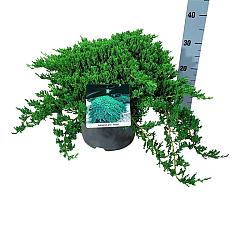 Juniperus procumbens 'Nana'