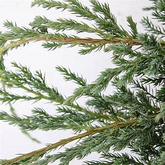 Juniperus squamata 'Blue Carpet'