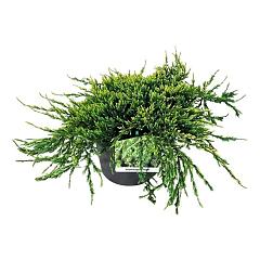 Juniperus squamata 'Holger'