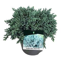 Juniperus squamata 'Tropical Blue'