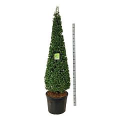 Larix kaempferi