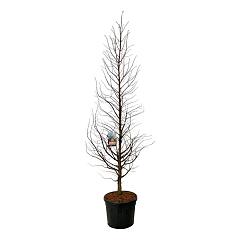 Metasequoia gl. 'Amber Glow'