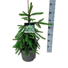 Picea abies 'Inversa'