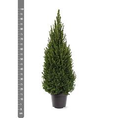 Picea glauca 'Perfecta'