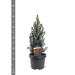 Picea glauca 'Sander's Blue'