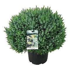 Picea omorika 'Nana'