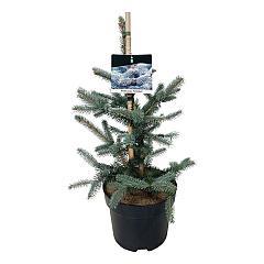 Picea pungens 'Fat Albert'