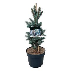 Picea pungens 'Iseli Fastigiate'