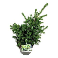 Picea pungens 'Lucky Strike'