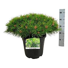 Pinus densiflora 'Low Glow'