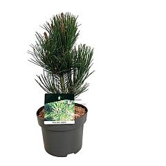 Pinus heldreichii 'Satellit'