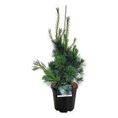 Pinus monticola 'Ammerland'