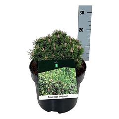 Pinus mugo 'Benjamin'