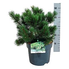 Pinus mugo 'Gnom'