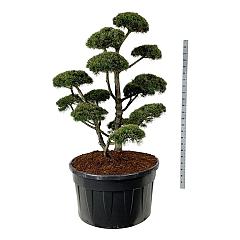 Pinus mugo 'Gnom'