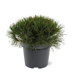 Pinus mugo 'Mughus'