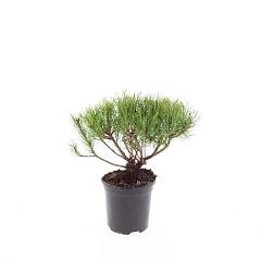 Pinus mugo mugo