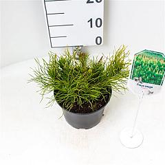 Pinus mugo mugo