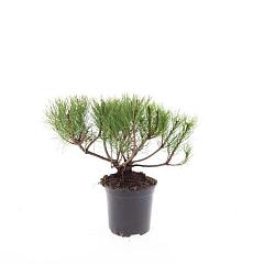 Pinus mugo pumilio