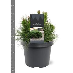 Pinus mugo pumilio