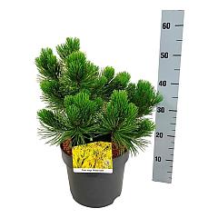 Pinus mugo 'Winter Gold'