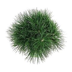 Pinus nigra 'Spielberg'